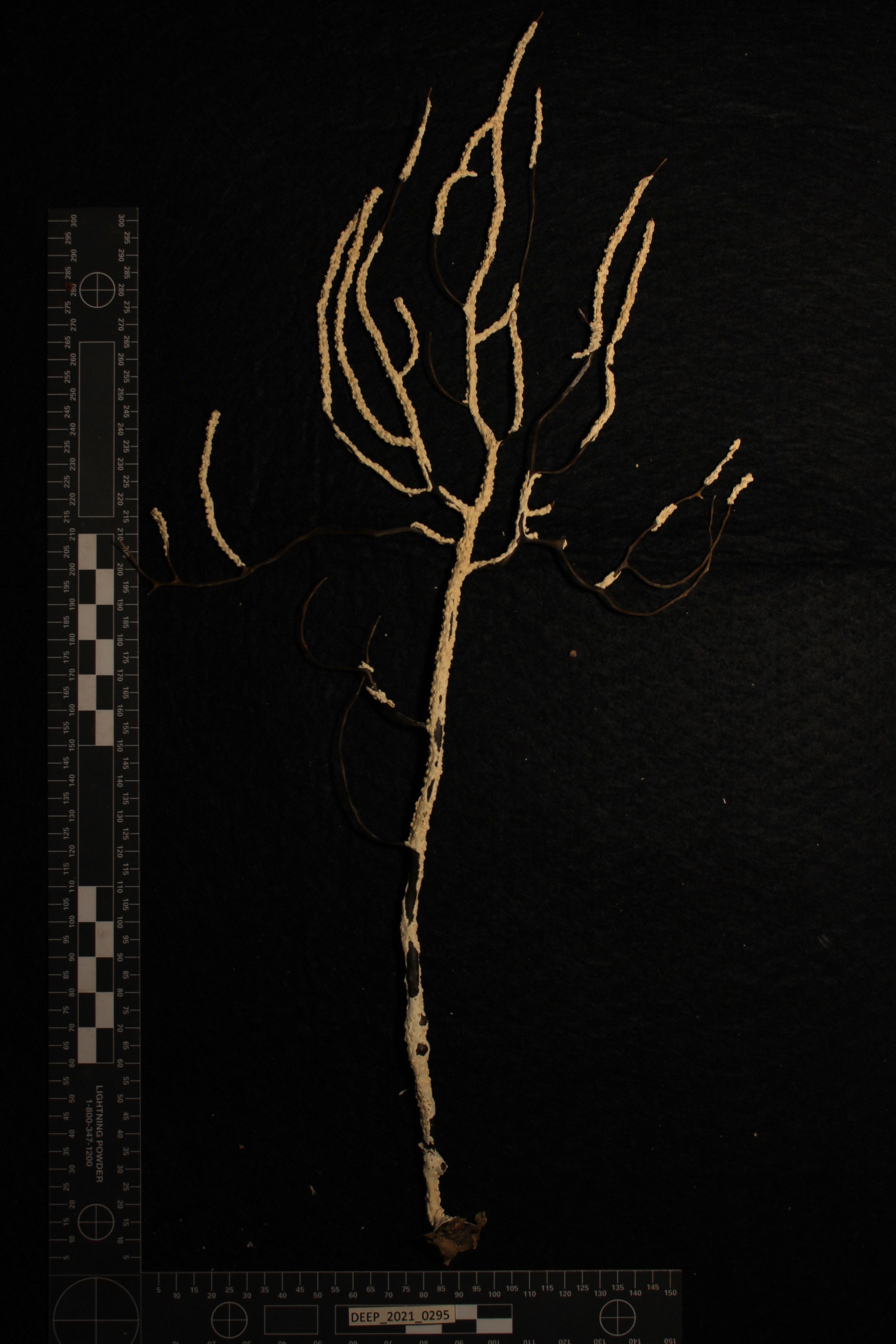 Gallery image 1 of 1